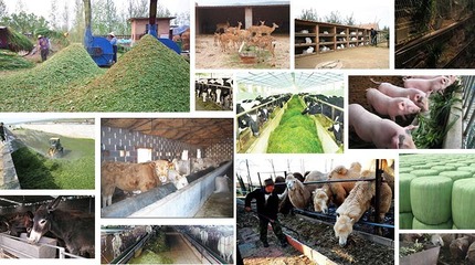 制作黃貯飼料 青飼料發酵劑的科學用量指南