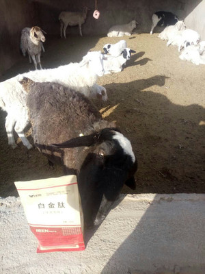 拜特威牛羊催肥王 科學(xué)增重，廠家直銷，助您養(yǎng)殖效益倍增